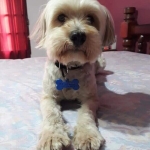 identificadores para mascotas.