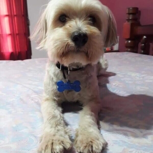 identificadores para mascotas.